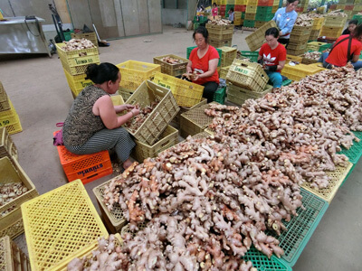 How To Make Dried Ginger Slices By Hot Air Circulation Drying Oven