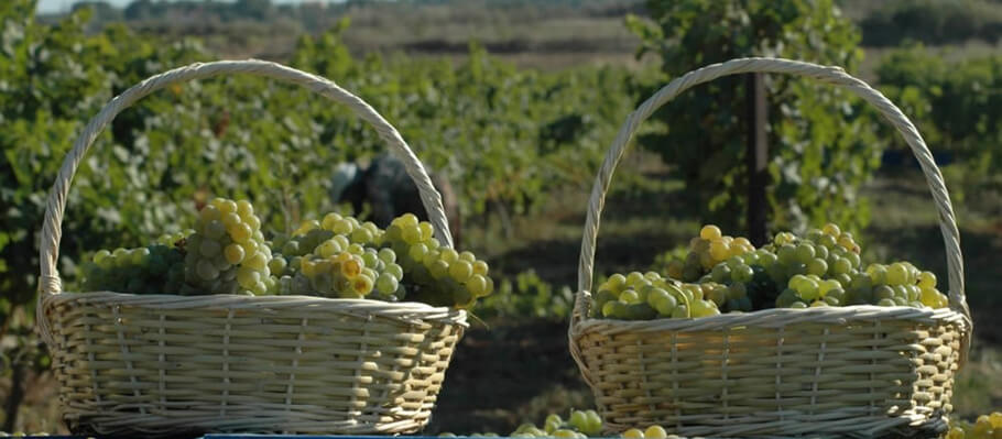 Turkey's best grape harvest