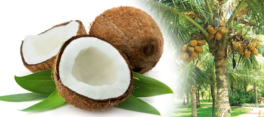 http://fooddryingoven.com/wp-content/uploads/2019/05/fresh-mature-coconut.jpg