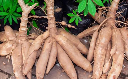 cassava drying process